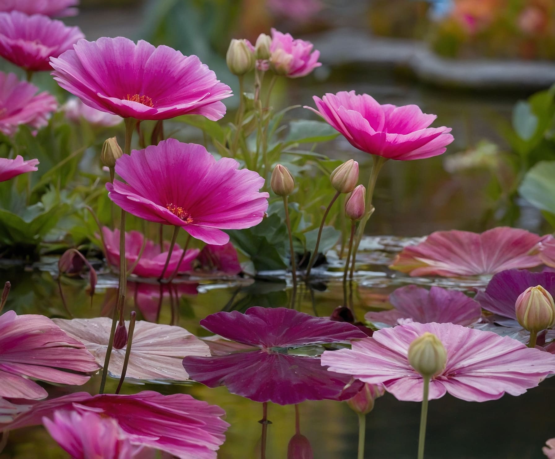 Belleza floral en un jardín natural