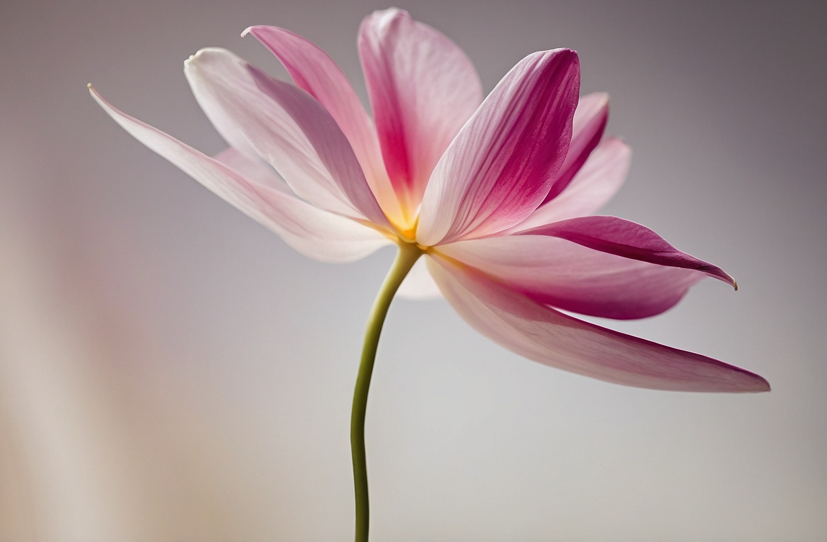 Serenidad en imágenes florales